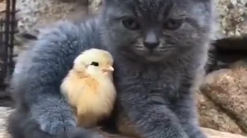 Love between cat and chicks