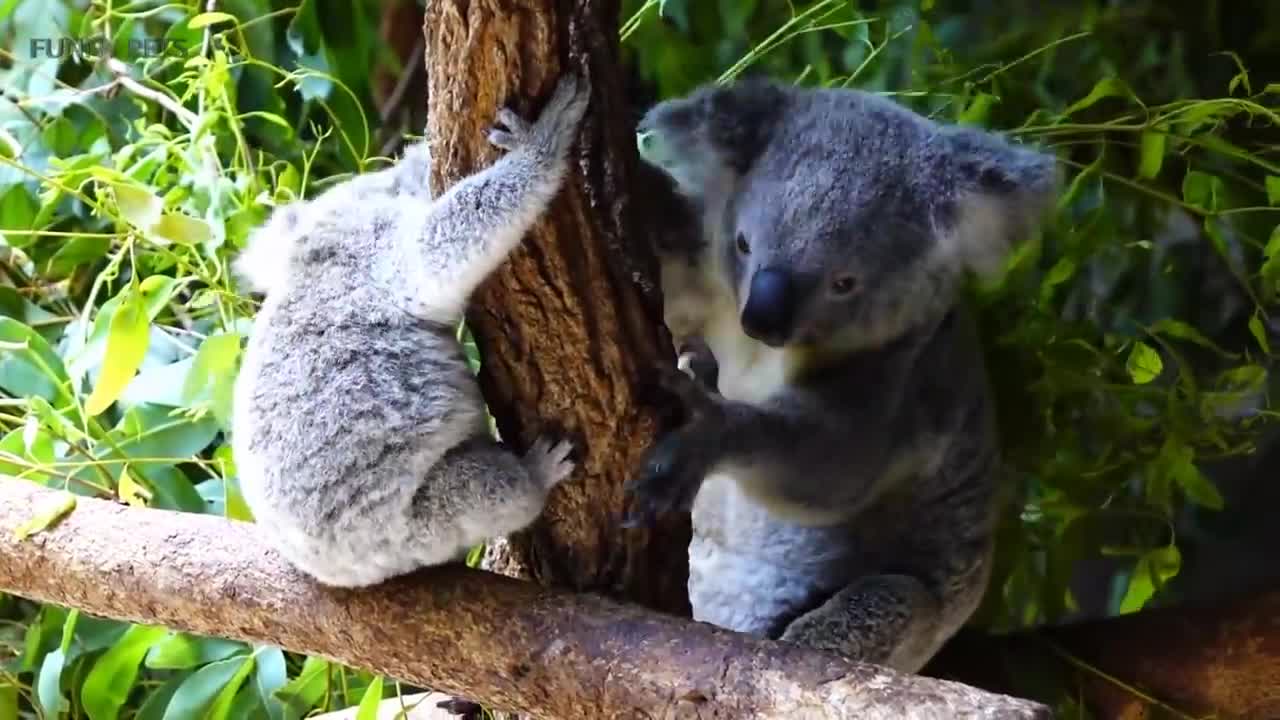 Cute Koalas Playing 🐨 Funny Koala Bears [Funny Pets]