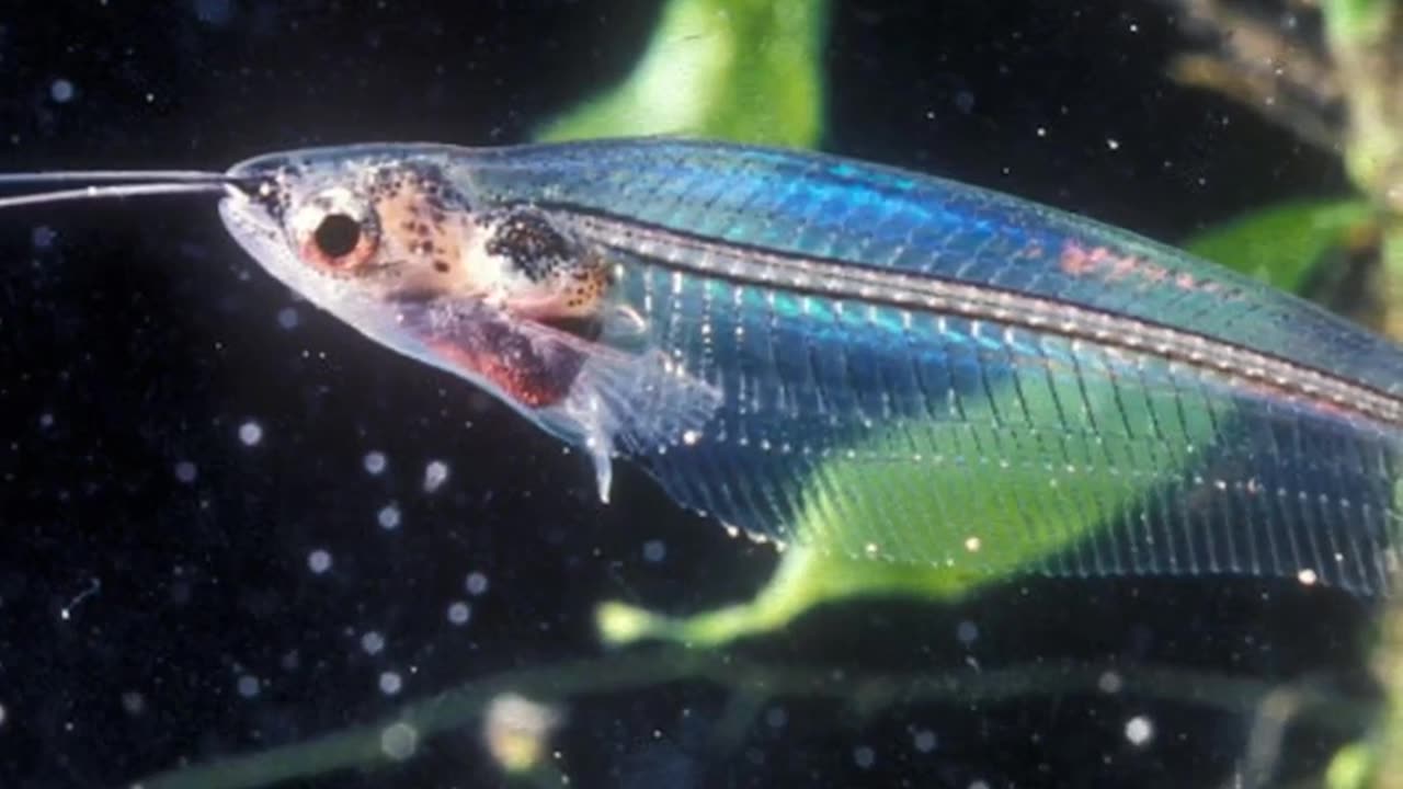 The Invisible Glass catfish