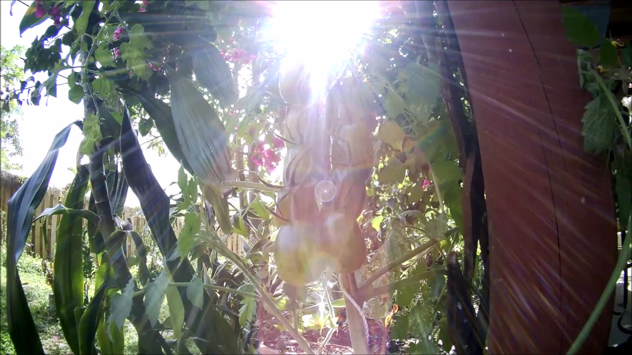 Tomato Ripening Time Lapse Video