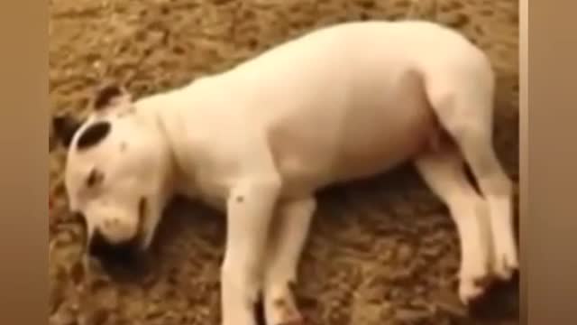 Dog wakes up to his own fart