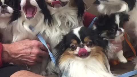 Japanese Chin family