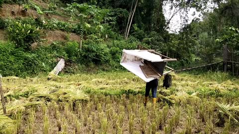 Menuai Padi dengan cara Semi Tradisional