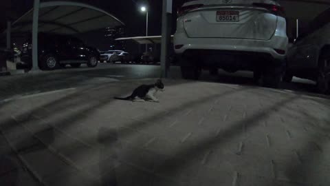 BRUNO MARS - Homeless cat in Ras Al Khaimah, UAE #cat #cats #BrunoMars #kitten #emirates #UAE #viral