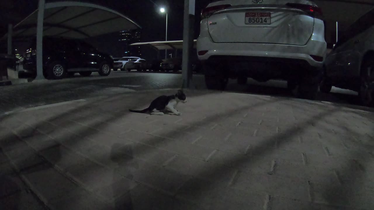 BRUNO MARS - Homeless cat in Ras Al Khaimah, UAE #cat #cats #BrunoMars #kitten #emirates #UAE #viral