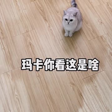 When did our house have so many animals? It's almost like a zoo