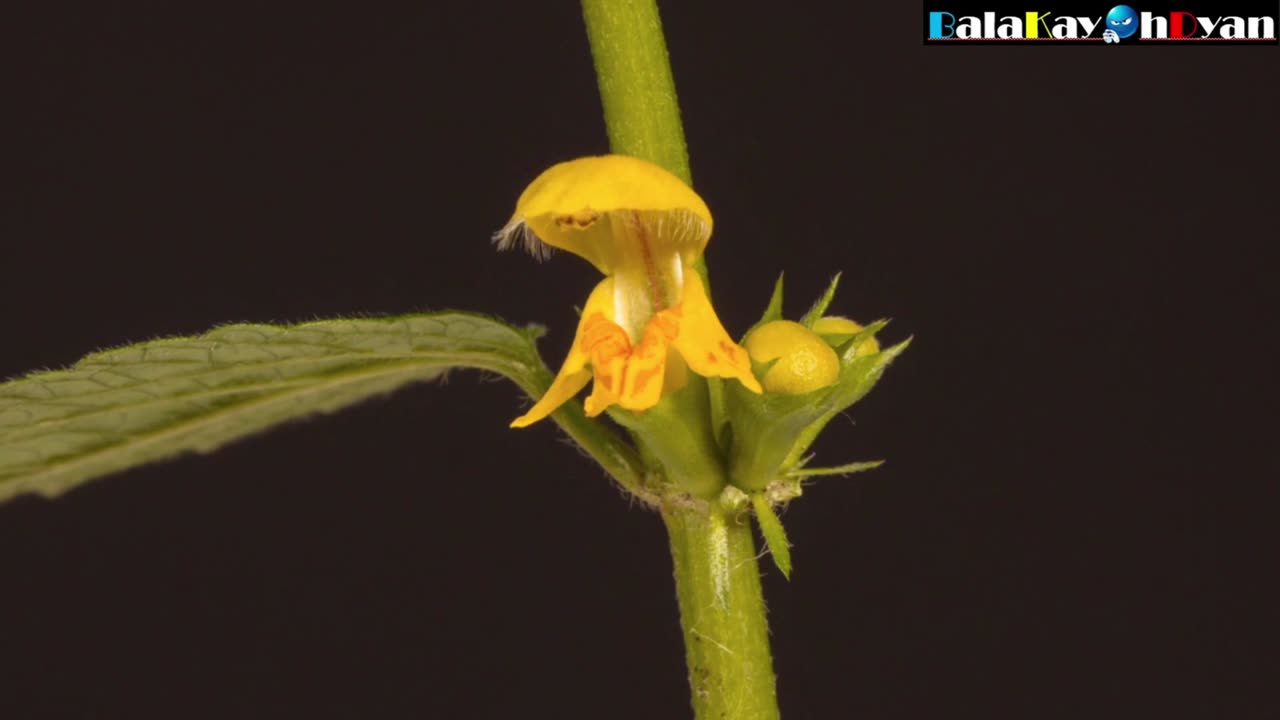 Dead Nettle Flower (Lamium Galeobdolon/Yellow Archangel) Blossom Time-lapse