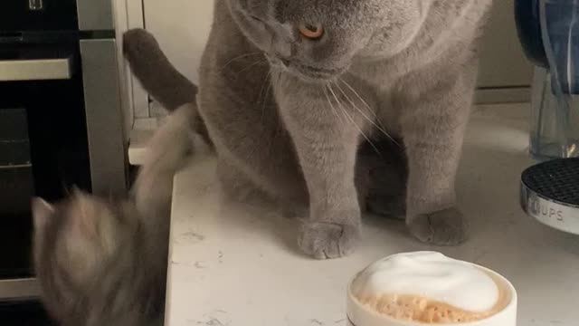 Can’t a cat enjoy his coffee in peace?!