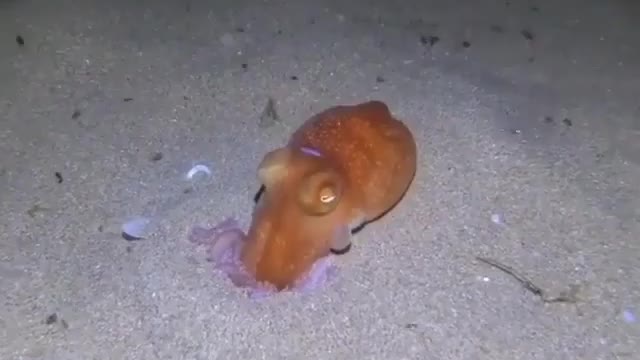 Octopus