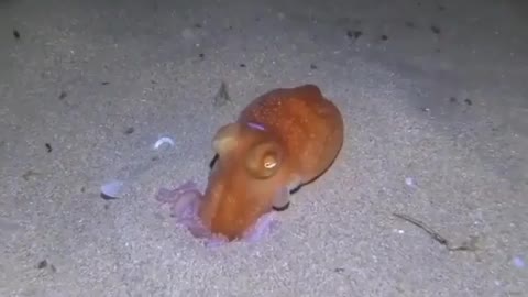 Octopus