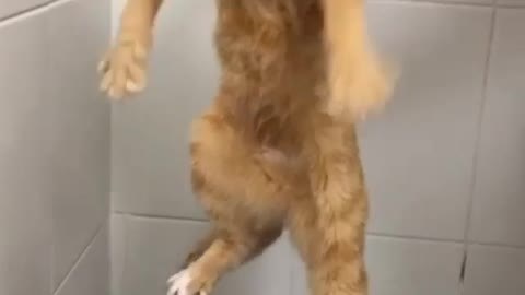 Funny Cat Refuses To Bath