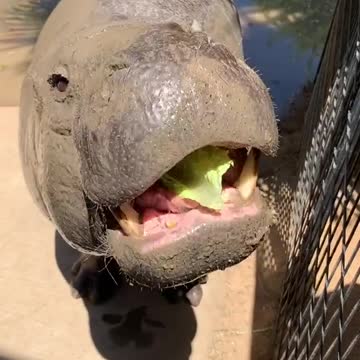 Babby Hippo eating green