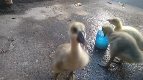 Cute Duck Eating Video