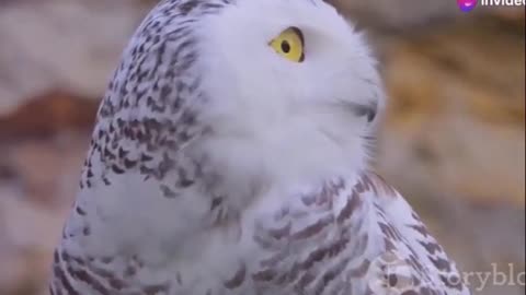 Discover the Secrets of the Snowy Owl Arctic Hunter