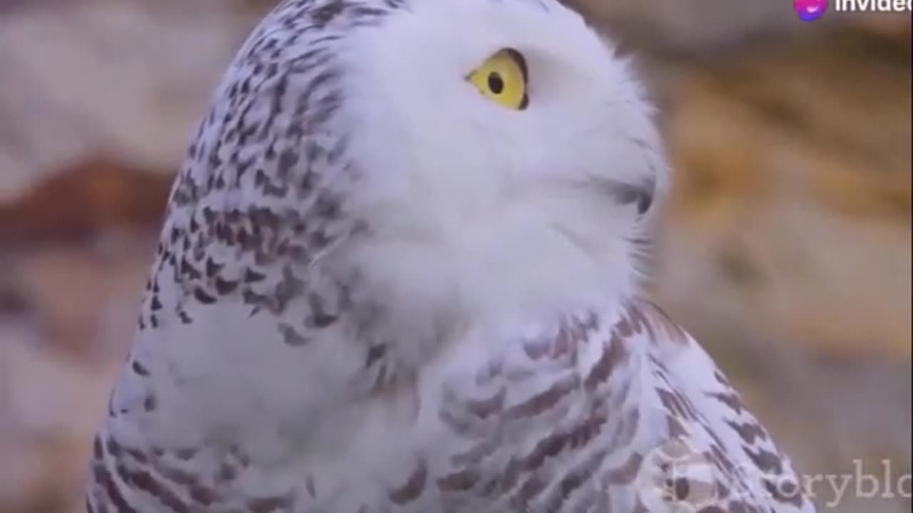 Discover the Secrets of the Snowy Owl Arctic Hunter