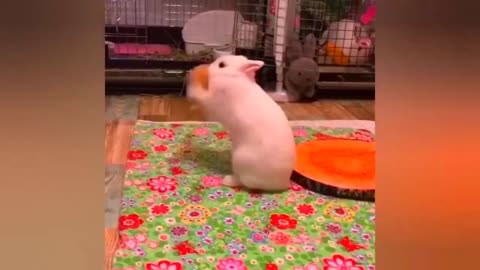 Novo vídeo de animais engraçados🤣🤣