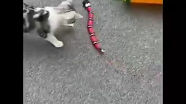 A toy for a cat