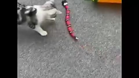 A toy for a cat