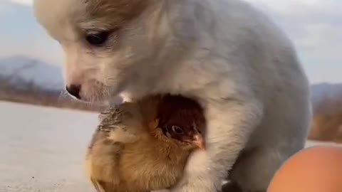 Puppy, Chicken and Duck