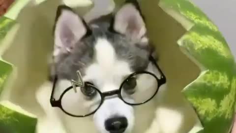 Best Funny Animal Videos 2022 😺 Funny Dog Videos 2022 😁 Funniest Dog Videos 😁😇