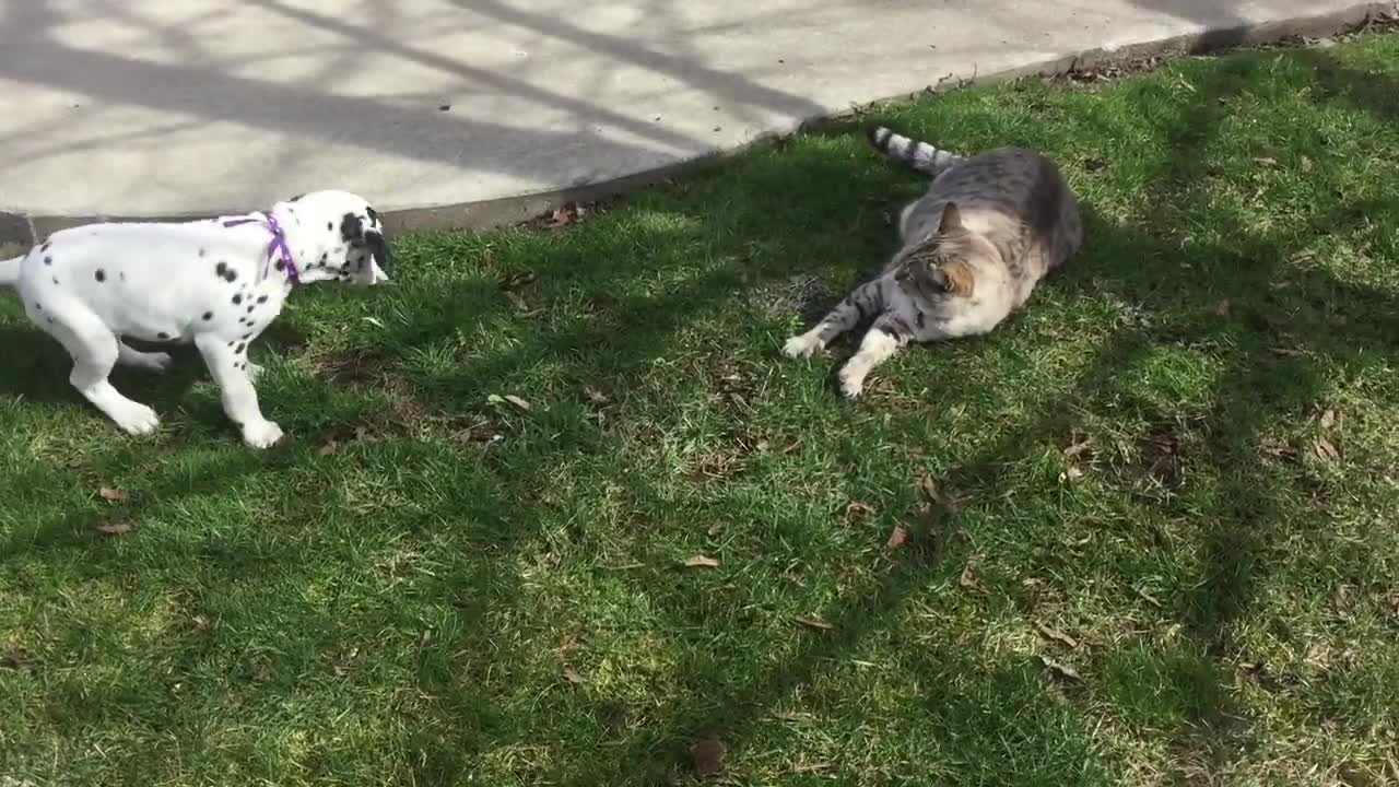 Cachorro Dálmata pone a prueba la paciencia de un gato