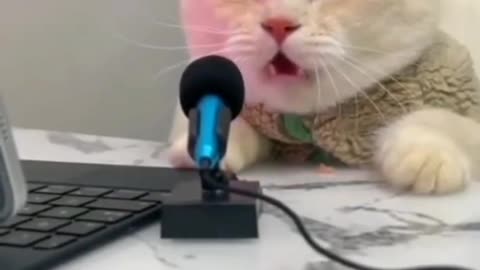 Cute Cat Singing new song