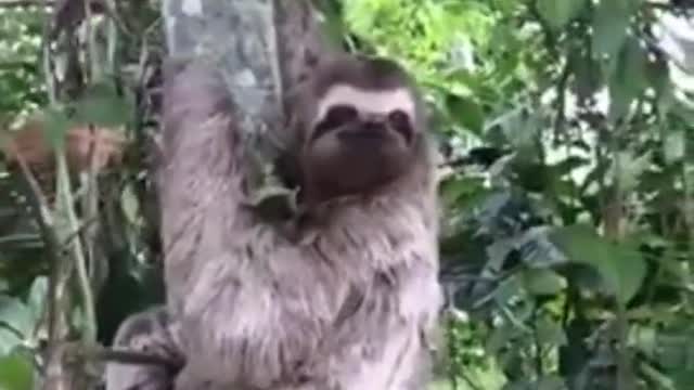 This man helped a sloth cross a road! :)