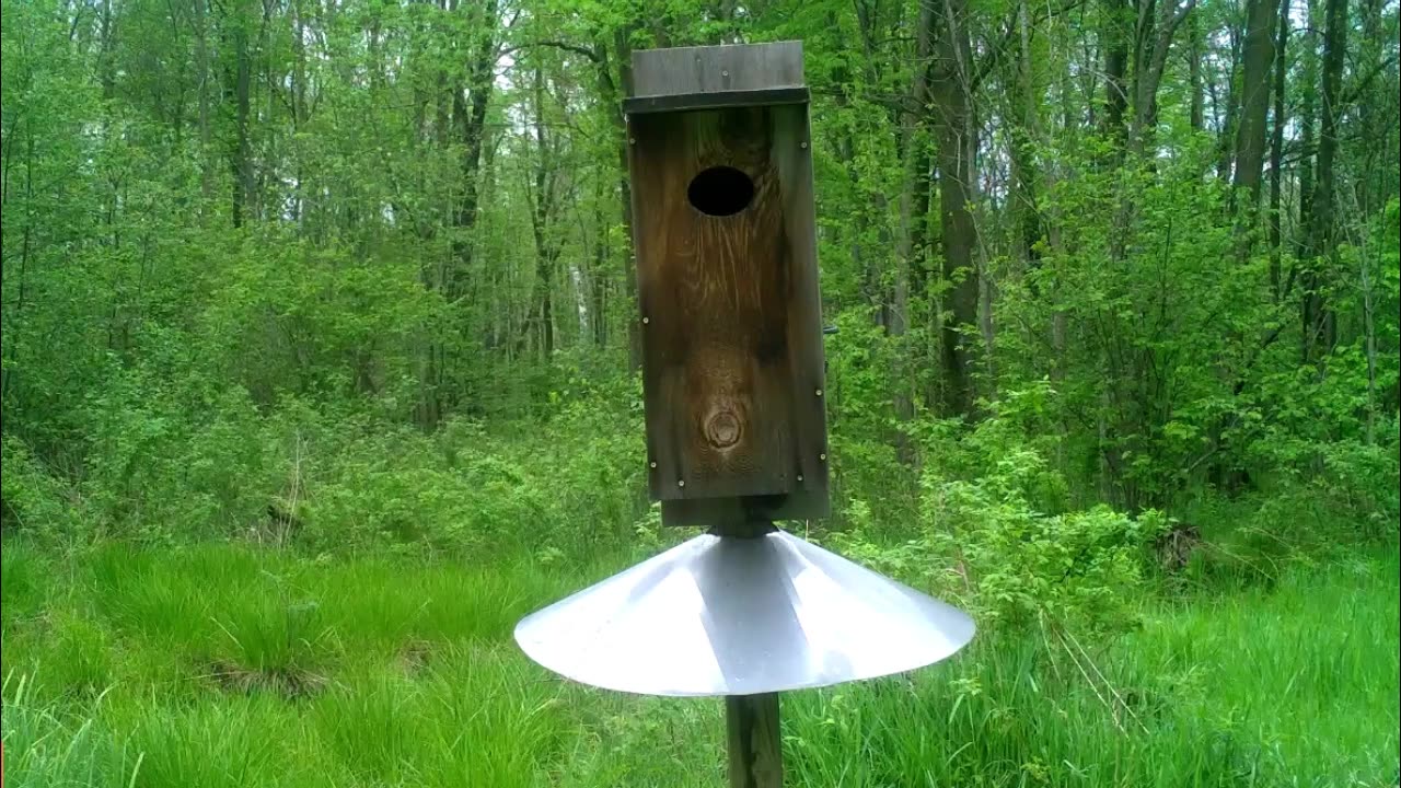 Baby Wood Duck Jump Day! (No one was hurt!)