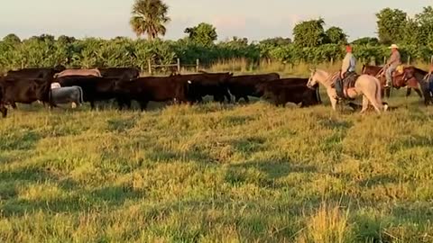 Every day is a work day on the ranch.