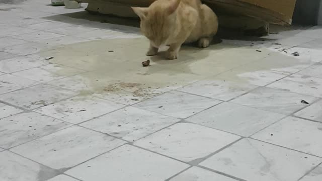 mano cat eating bbq meat ;)