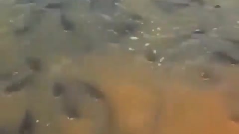 This is a beautiful and charming water-dwelling species