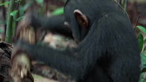 Funny chimp , funny animals video