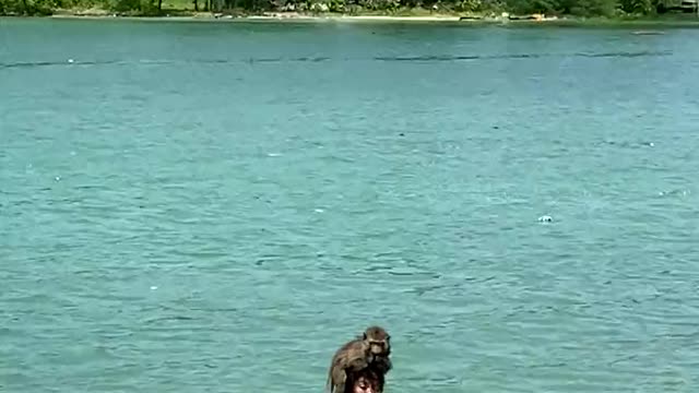 people-swimming-on-the-beach-with-their-monkey