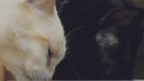 Two cats eating