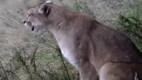 Did You Know A Puma Sounds Like A Woman Stubbing Her Toe