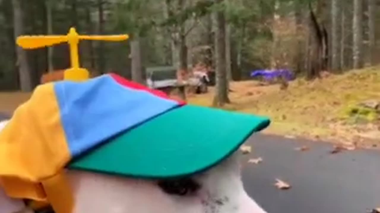 Try Not To Laugh