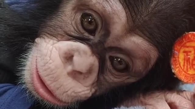 Little chimp eat full want to daze, sleep
