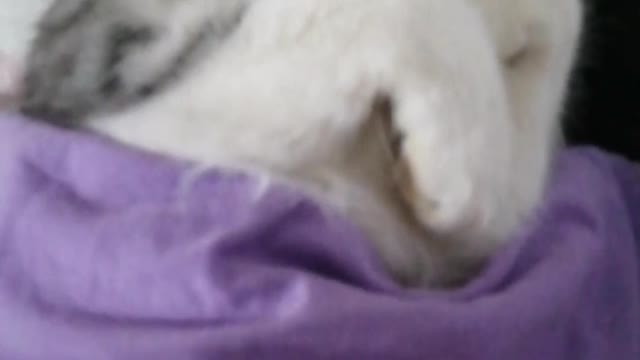 Cat sleeping like a baby