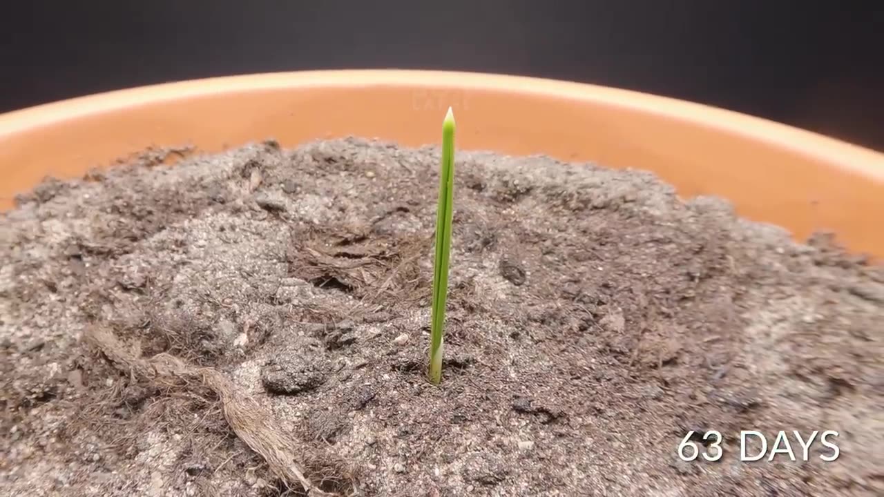 Growing a DATE PALM TREE Time-lapse