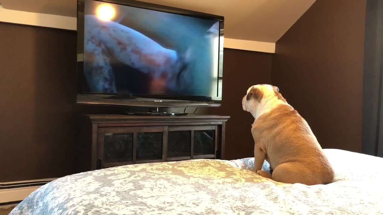 Fearless bulldog loves watching scary movies