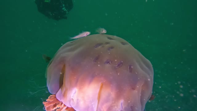 Epic Lion's Mane jelly fish