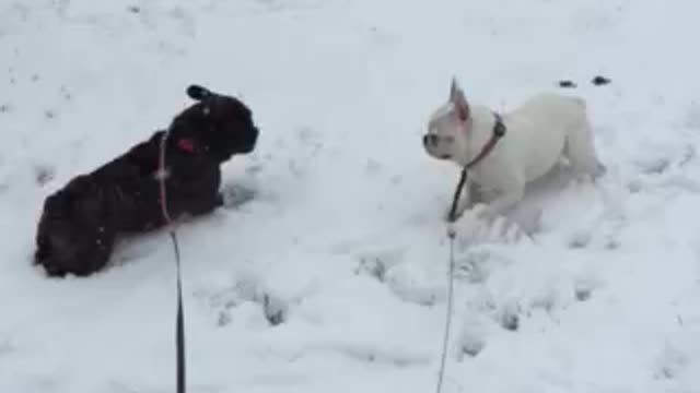 Bagarre dans la neige