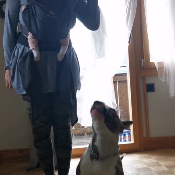 Dog is learning new trick