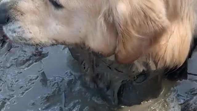 Cute Dog Rolls on Ground After Bathing in Lane of Wet Mud 😂🤣