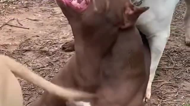 Two brothers Pitbull playing