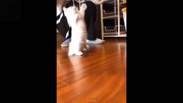 BABY CAT IS PLAYING AND MOM CAT IS LOOKING HER BABY(CUTE MOMENT)🐈️💕