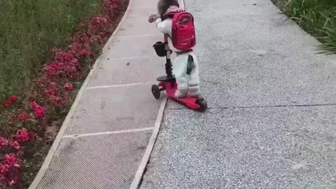 Teddy loves riding his scooter