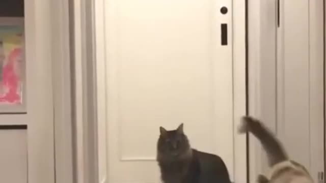The cat was walking 🐈 suddenly attacks... 😄 Backflip. Funny cat.