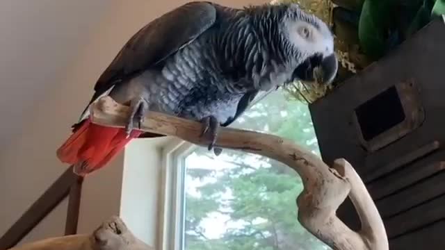 nice colorful parrot that sings and dances