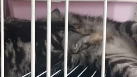 cat looking for breast milk